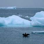 228NAB5CU5YV98EQX997 - 🌍NewspaperAmigo – Your Global News Buddy 🗞️ Poll: 70% of Americans Oppose U.S. Bid for Greenland Control 🌍❄️