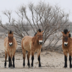 Wild Horses Gallop Back: China’s Przewalski’s Success Story 🐎🌍