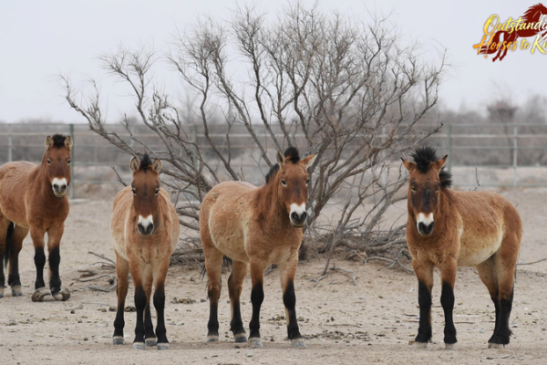Wild Horses Gallop Back: China’s Przewalski’s Success Story 🐎🌍