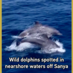 Wild Dolphins Brighten Sanya's Coastline 🐬🌊 video poster