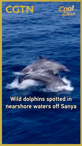 23N09KY9UGW0CVAP51A8 - 🌍NewspaperAmigo – Your Global News Buddy 🗞️ Wild Dolphins Brighten Sanya's Coastline 🐬🌊 video poster