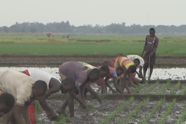 Uganda's Homegrown Rice Revolution Aims to Slash Imports 🌾💪 video poster
