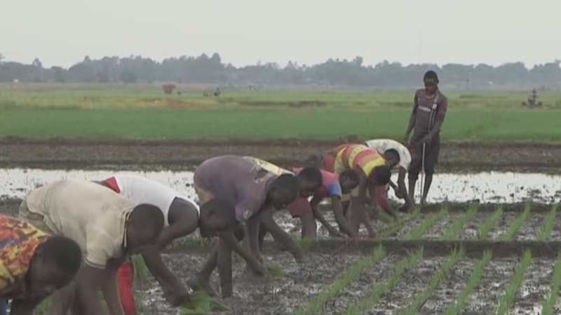 35LEG4VF040B745JOV1I - 🌍NewspaperAmigo – Your Global News Buddy 🗞️ Uganda's Homegrown Rice Revolution Aims to Slash Imports 🌾💪 video poster