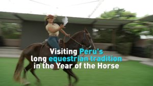 Peru's Paso Horses Trot into 2026's Year of the Horse 🐎✨ video poster