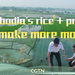 3NBYAXFRZGNZETYKYM1G - 🌍NewspaperAmigo – Your Global News Buddy 🗞️ Cambodia’s Rice-Prawn Duo Boosts Eco-Farming & Profits 🌾🦐 video poster