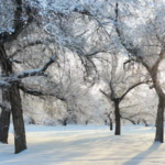 Xinjiang's Winter Wonder: Hoarfrost Transforms Manas into Living Art 🌲❄️ video poster