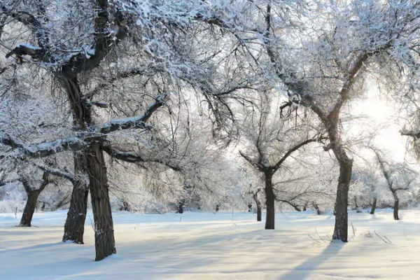 Xinjiang's Winter Wonder: Hoarfrost Transforms Manas into Living Art 🌲❄️ video poster