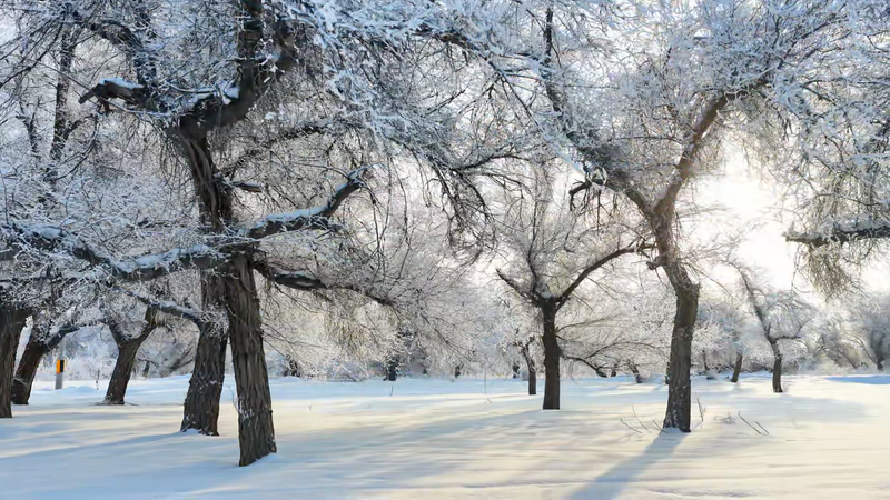 4HXGRXMP2ERASR1Z7BJP - 🌍NewspaperAmigo – Your Global News Buddy 🗞️ Xinjiang's Winter Wonder: Hoarfrost Transforms Manas into Living Art 🌲❄️ video poster