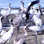 4M524489WWISM8MZGRO2 - 🌍NewspaperAmigo – Your Global News Buddy 🗞️ Xinjiang's Eco-Revival Welcomes Thousands of Wintering Grey Cranes 🌿🦢 video poster