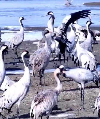 Xinjiang's Eco-Revival Welcomes Thousands of Wintering Grey Cranes 🌿🦢 video poster