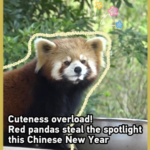 Red Pandas Rule Chinese New Year 2026 🐾🎉 video poster