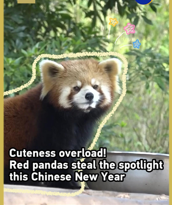 Red Pandas Rule Chinese New Year 2026 🐾🎉 video poster