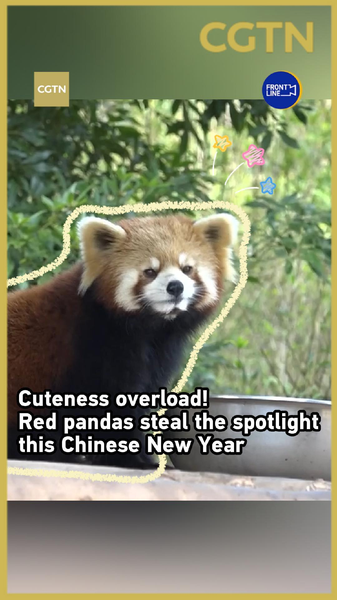 Red Pandas Rule Chinese New Year 2026 🐾🎉 video poster