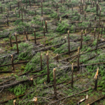 Portugal Storms Claim 11 Lives as Extreme Weather Batters Region 🌧️⚡