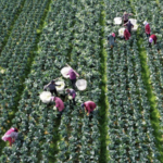 Global Poll: Over 90% Hail China's Poverty Eradication Impact 🌏✨