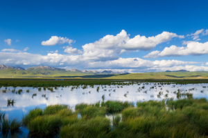 China Ranks 4th Globally in Wetland Conservation 🌍🏞️ video poster