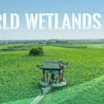 China's Wetlands: Where Culture Meets Conservation 🌱🌏