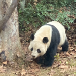 ALQB0XUF228TFX865Y55 - 🌍NewspaperAmigo – Your Global News Buddy 🗞️ Spicy Reunion: Cousins Bond Over Chengdu’s Culture & Cuisine 🌶️🐼