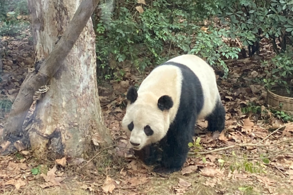 Spicy Reunion: Cousins Bond Over Chengdu’s Culture & Cuisine 🌶️🐼