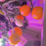 🍅 Space Tomatoes Blossom on Tiangong for Lunar New Year 2026 🌌