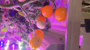🍅 Space Tomatoes Blossom on Tiangong for Lunar New Year 2026 🌌