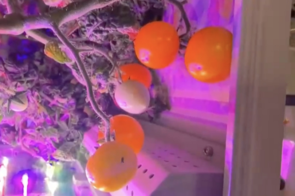 🍅 Space Tomatoes Blossom on Tiangong for Lunar New Year 2026 🌌