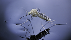 Mosquitoes' Repellent Avoidance Secret Unlocked 🦟🔬