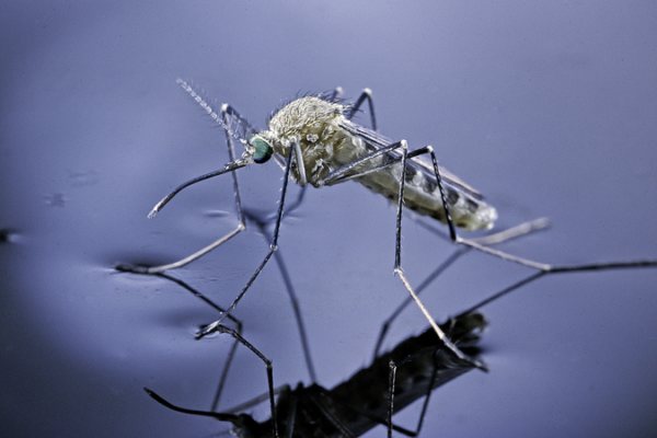 Mosquitoes' Repellent Avoidance Secret Unlocked 🦟🔬