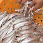 Tiny Fish, Big Impact: Sambaza Fuels Life on Lake Kivu 🌊🐟 video poster