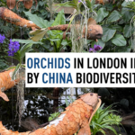 London's Orchid Festival Blossoms with Chinese Flair 🌸🐉 video poster