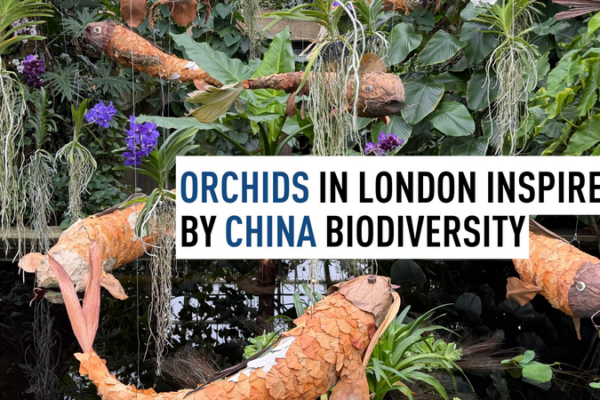 London's Orchid Festival Blossoms with Chinese Flair 🌸🐉 video poster