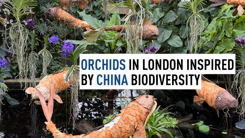 London's Orchid Festival Blossoms with Chinese Flair 🌸🐉 video poster