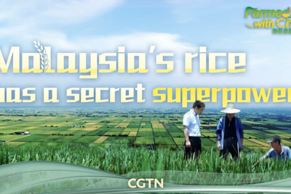 🌱 Malaysia's Rice Revolution: China's Tech Boosts Harvests! video poster