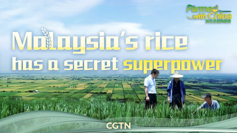 🌱 Malaysia's Rice Revolution: China's Tech Boosts Harvests! video poster