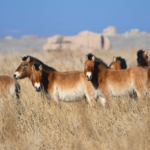 Ancient Hooves, Modern Strides: How China’s Fossil Horses Are Shaping Wildlife Revival 🌍🐴