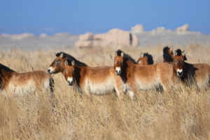 Ancient Hooves, Modern Strides: How China’s Fossil Horses Are Shaping Wildlife Revival 🌍🐴