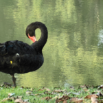 Yunnan: Where Humans and Wildlife Share the Spotlight 🌿🦢 video poster