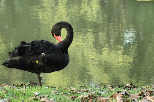 Yunnan: Where Humans and Wildlife Share the Spotlight 🌿🦢 video poster