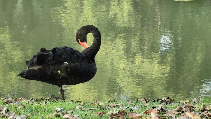 Yunnan: Where Humans and Wildlife Share the Spotlight 🌿🦢 video poster