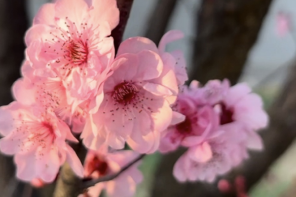 Mianyang Blooms: Spring Vibes & Plum Blossom Magic 🌸✨ video poster