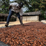 Brazil Halts Cocoa Imports from Côte d'Ivoire Over Pest Risks 🚫🍫