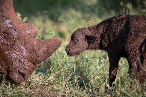 South Africa Sees 16% Drop in Rhino Poaching in 2025 🦏📉