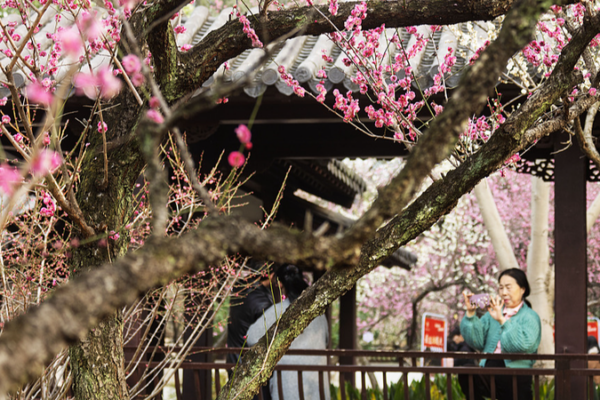 Southern China Celebrates Lunar New Year with Sunshine & Blossoms 🌸🏮
