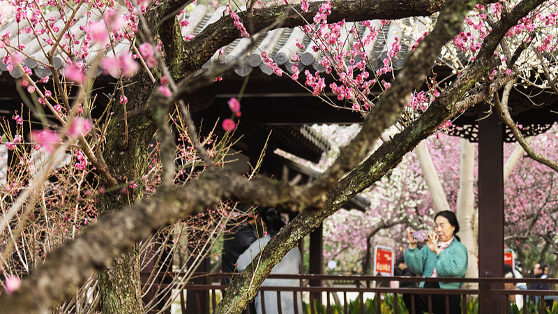 Southern China Celebrates Lunar New Year with Sunshine & Blossoms 🌸🏮