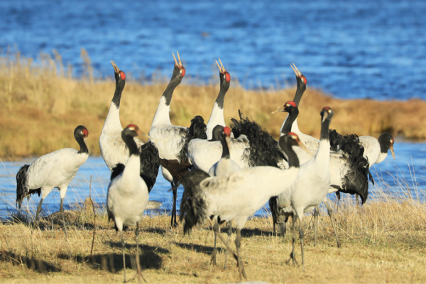 China Boosts Eco-Protection with New Nature Reserve Rules 🌱
