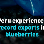 Peru's Blueberry Boom: Record Exports Fueled by China Demand 🌍💼 video poster