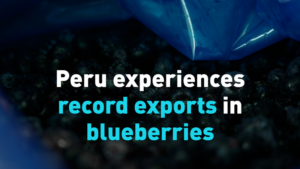 Peru's Blueberry Boom: Record Exports Fueled by China Demand 🌍💼 video poster