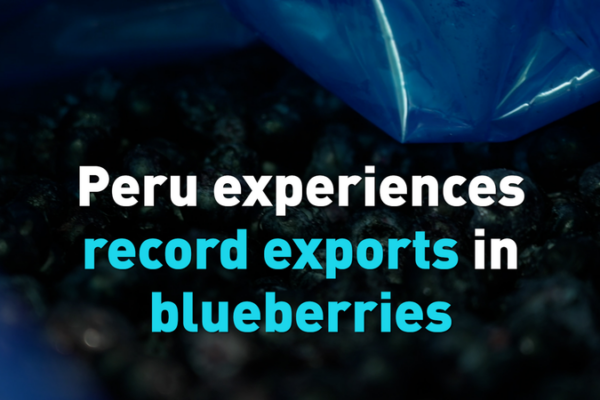 Peru's Blueberry Boom: Record Exports Fueled by China Demand 🌍💼 video poster