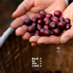 J8ZO8TCPXZM5PJAXTXQ4 - 🌍NewspaperAmigo – Your Global News Buddy 🗞️ Yunnan’s Coffee Harvest: Red Cherries, Rich Flavors ☕🌄