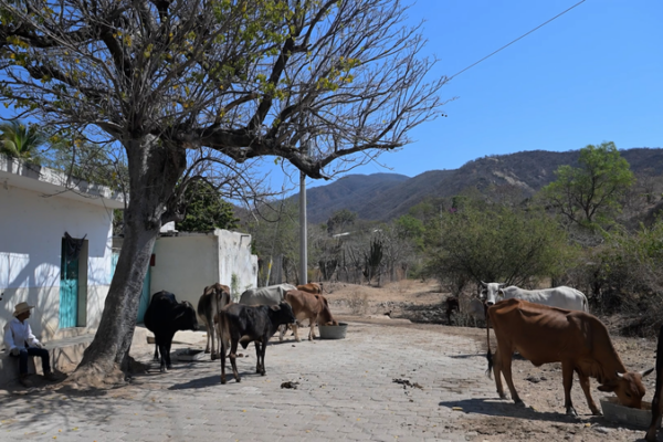China's Poverty Strategy Sparks Hope in Rural Mexico 🌱🇲🇽 video poster